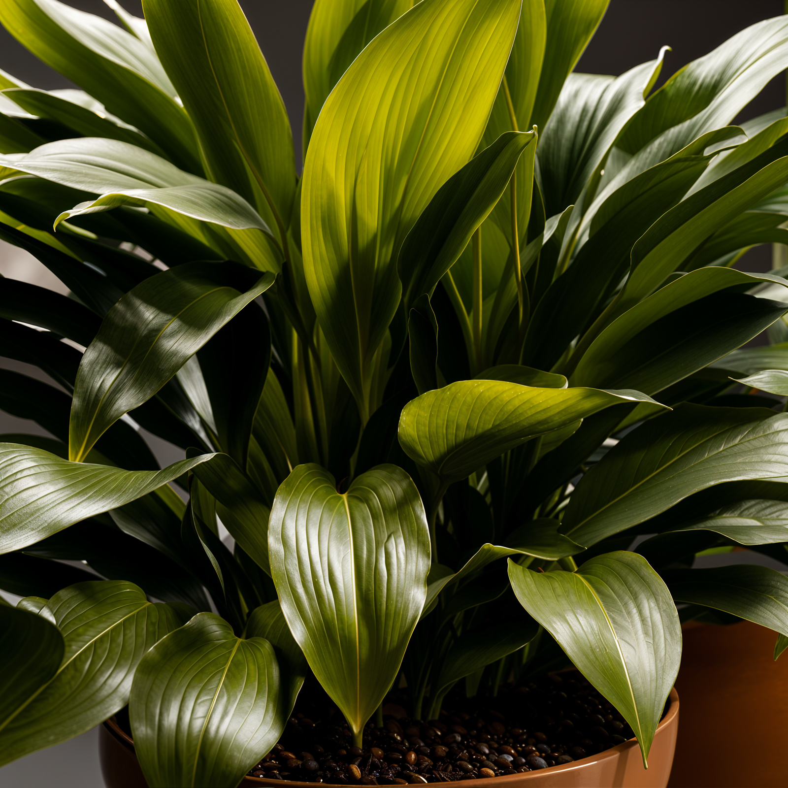 Aspidistra elatior plant with lush leaves in a planter, set against a dark background in clear indoor lighting.