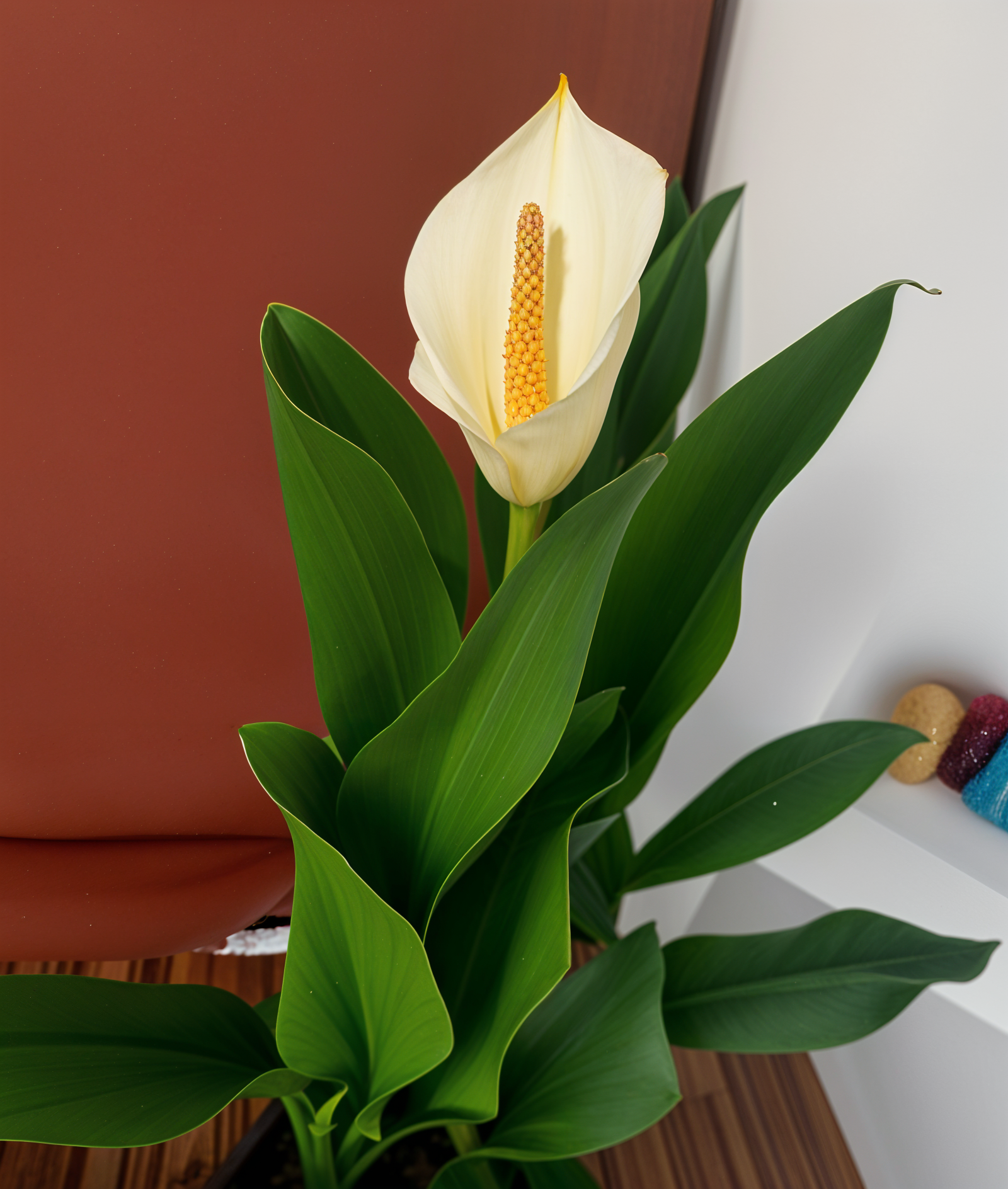 A white flower, Zantedeschia aethiopica, sits on a wooden table in natural light.