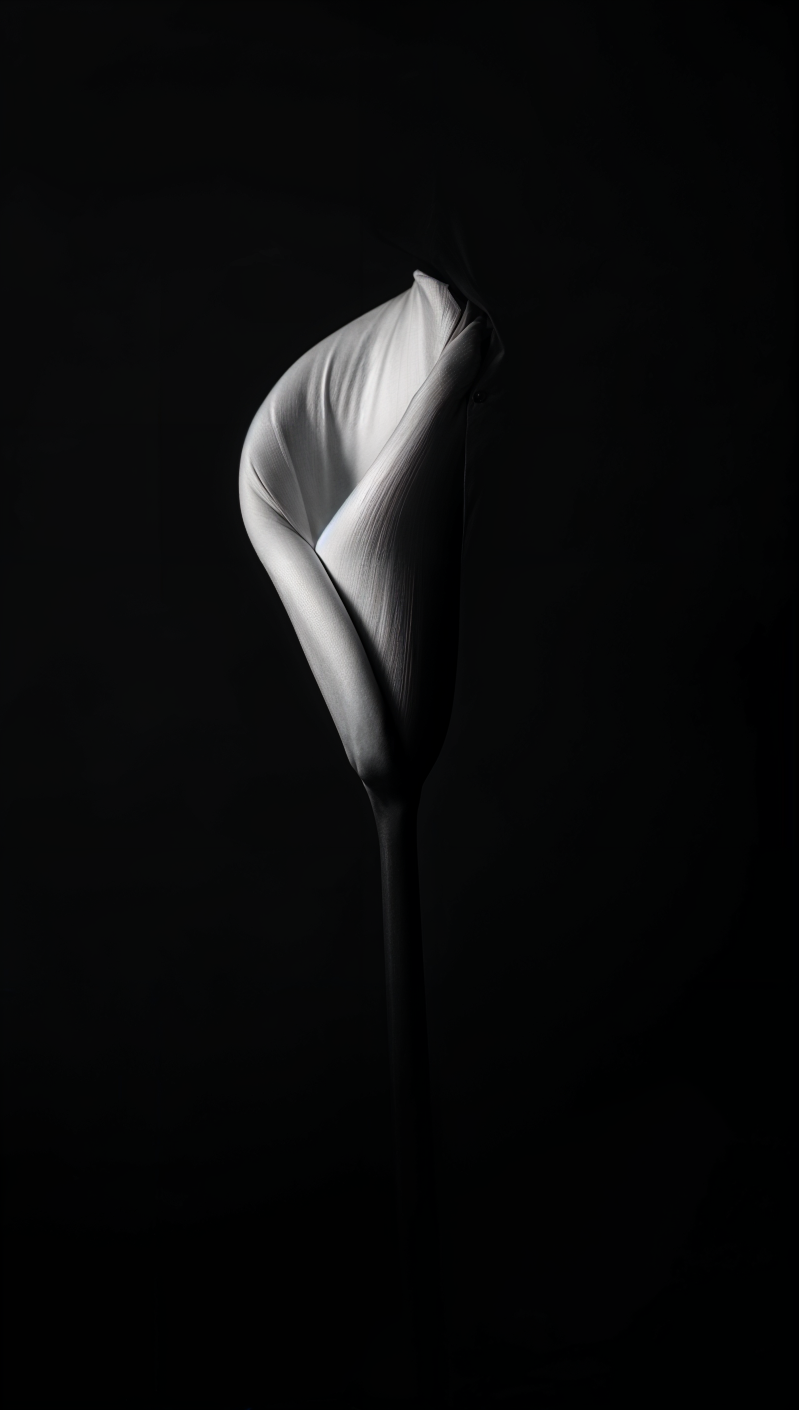 A black and white image of a highly detailed Zantedeschia aethiopica flower, isolated on a dark background.