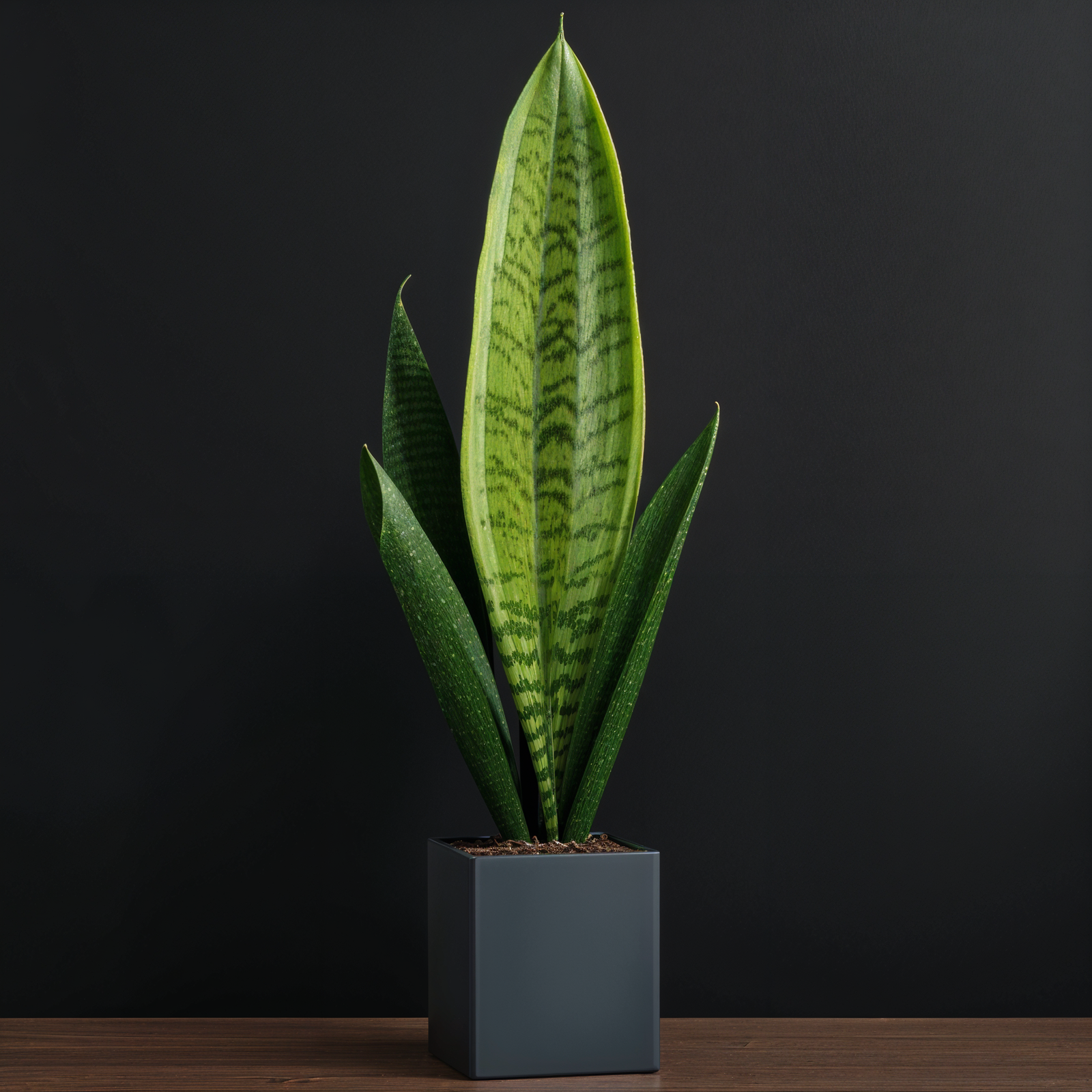 A green Dracaena trifasciata plant sitting on a wooden table in natural lighting.