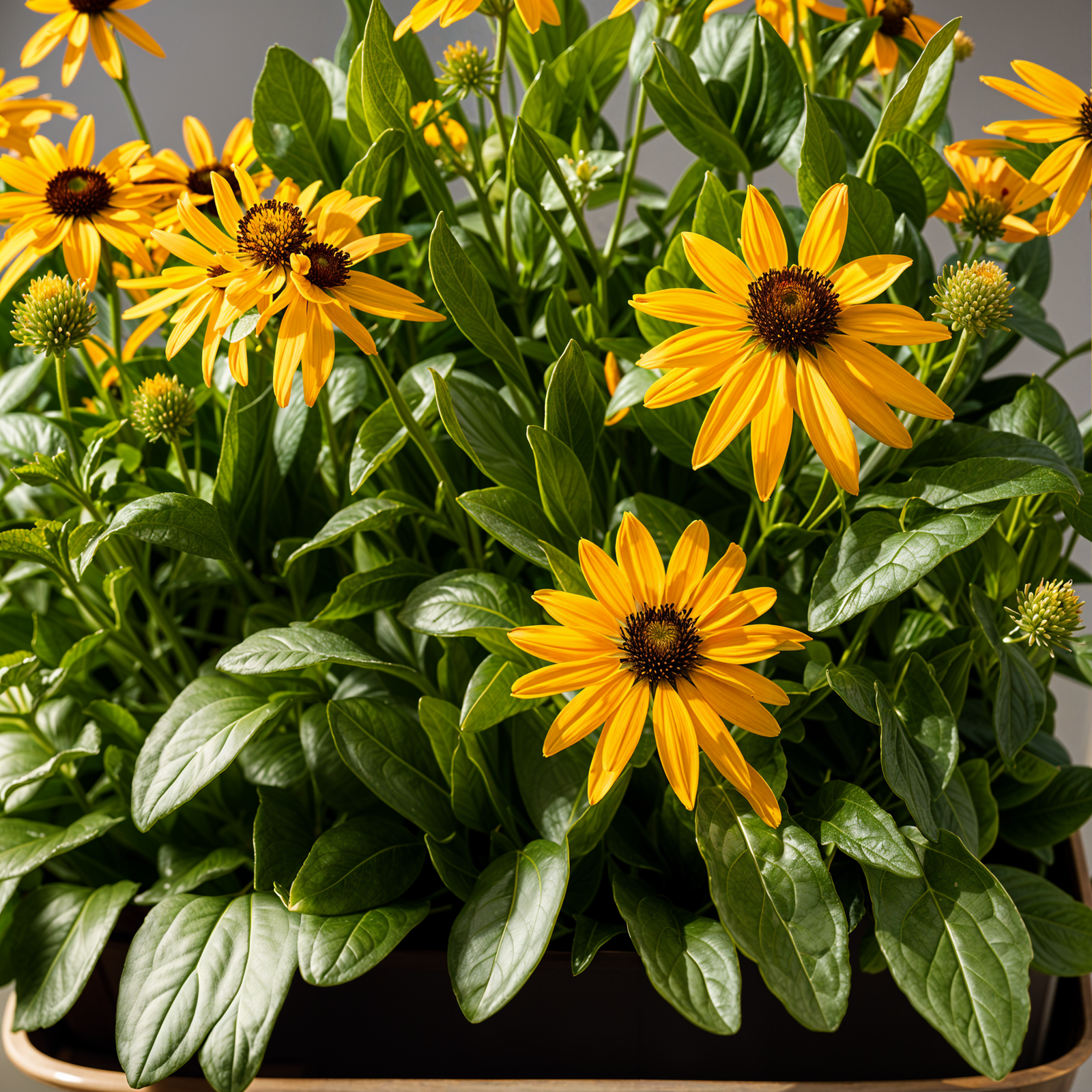 Highly detailed Rudbeckia hirta in a planter, with a flower, in clear indoor lighting, dark background.