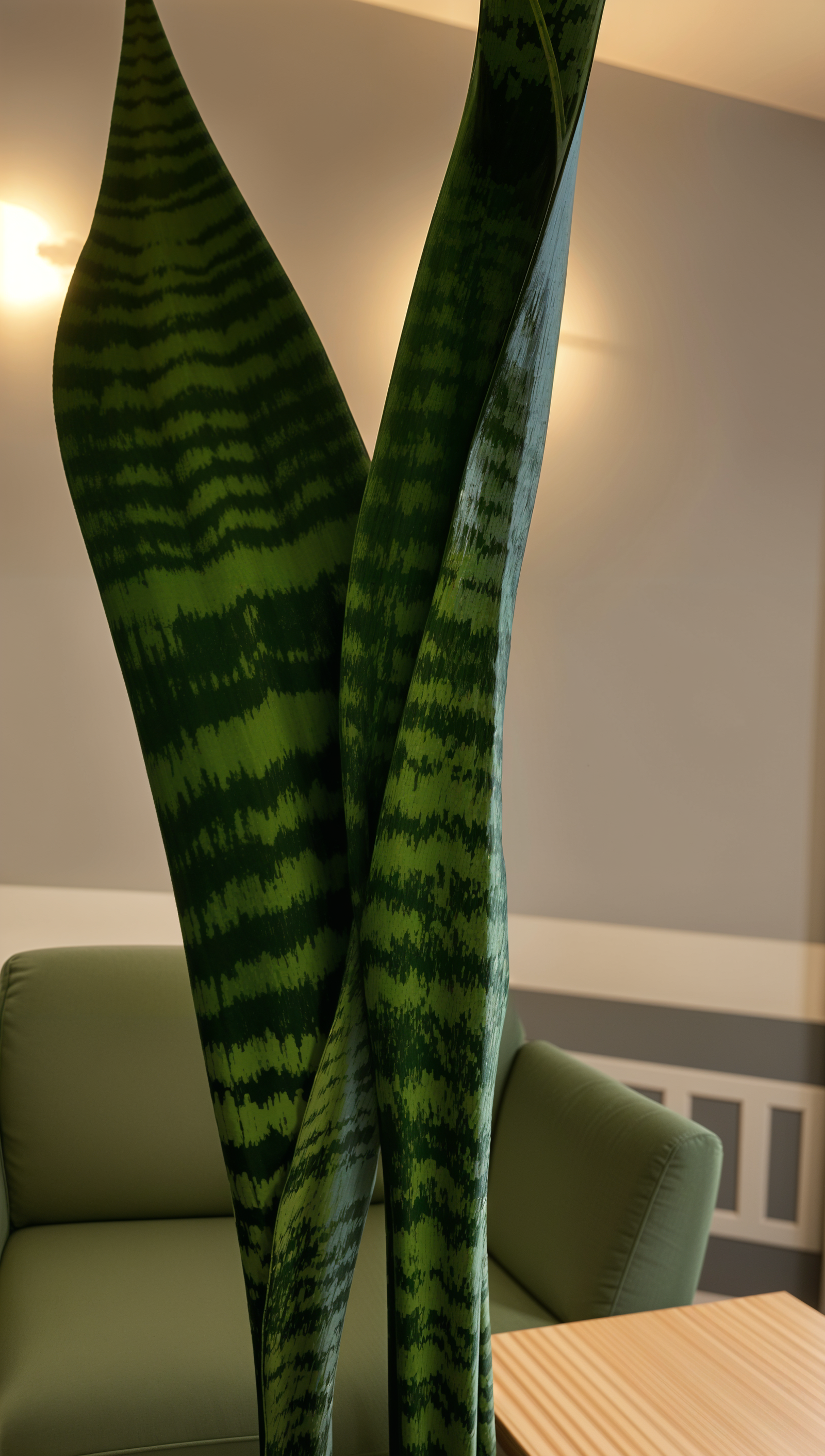 A large green Dracaena trifasciata plant sitting on a wooden table in a modern, minimalist room with natural lighting.