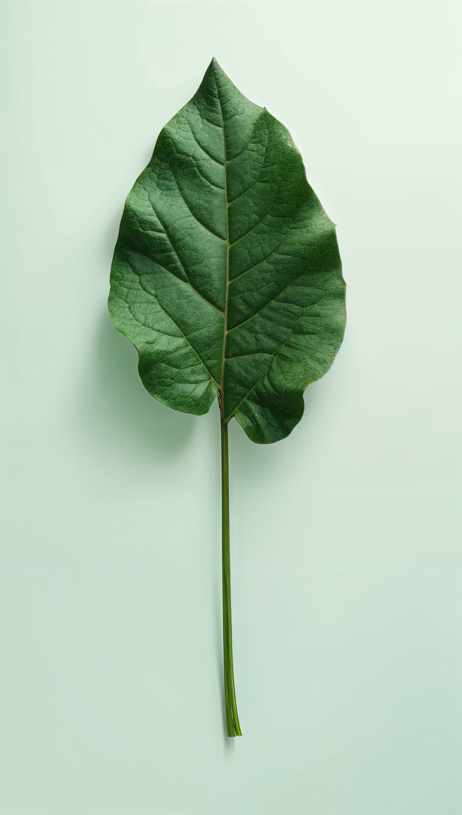 A large green leaf on a light green background.