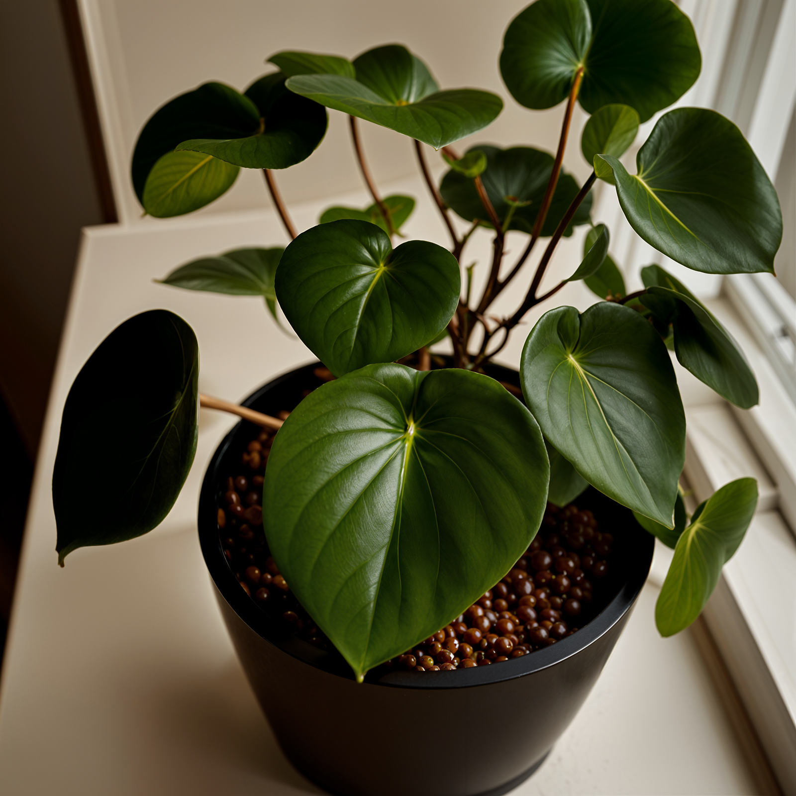 Peperomia polybotrya plant with vibrant leaves in a planter, set against a dark background indoors.