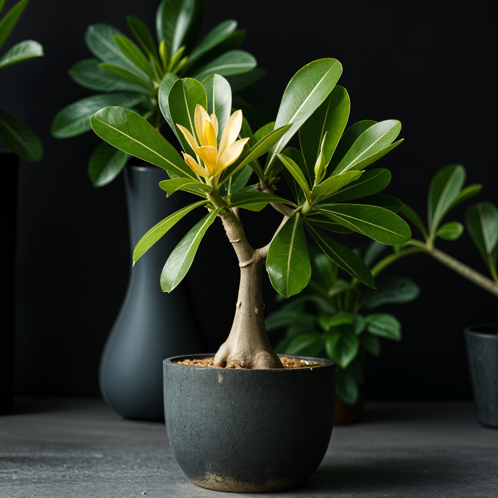 A potted Adenium obesum with a yellow flower.