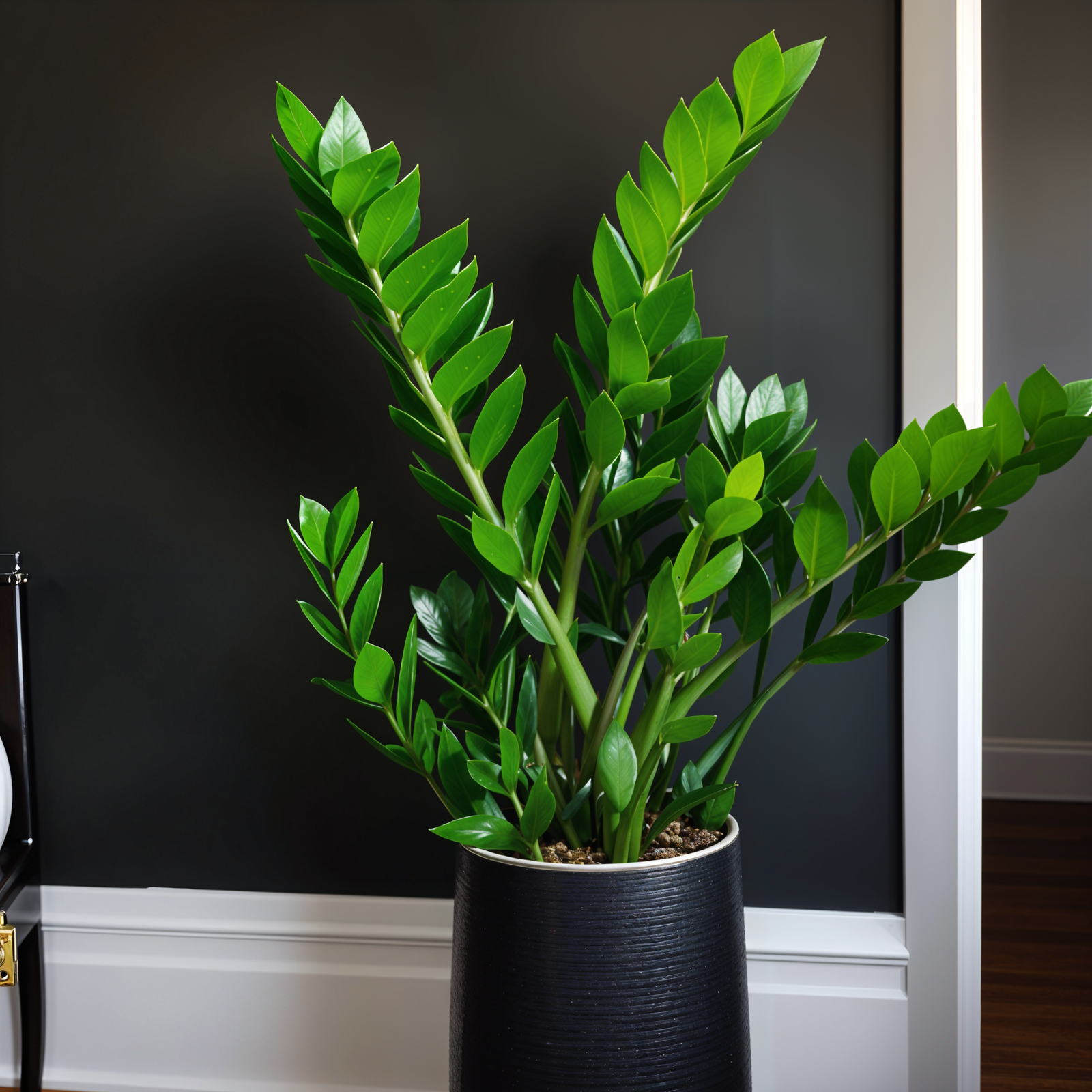 A green Zamioculcas zamiifolia plant in a black pot on a table, highlighted by natural lighting.