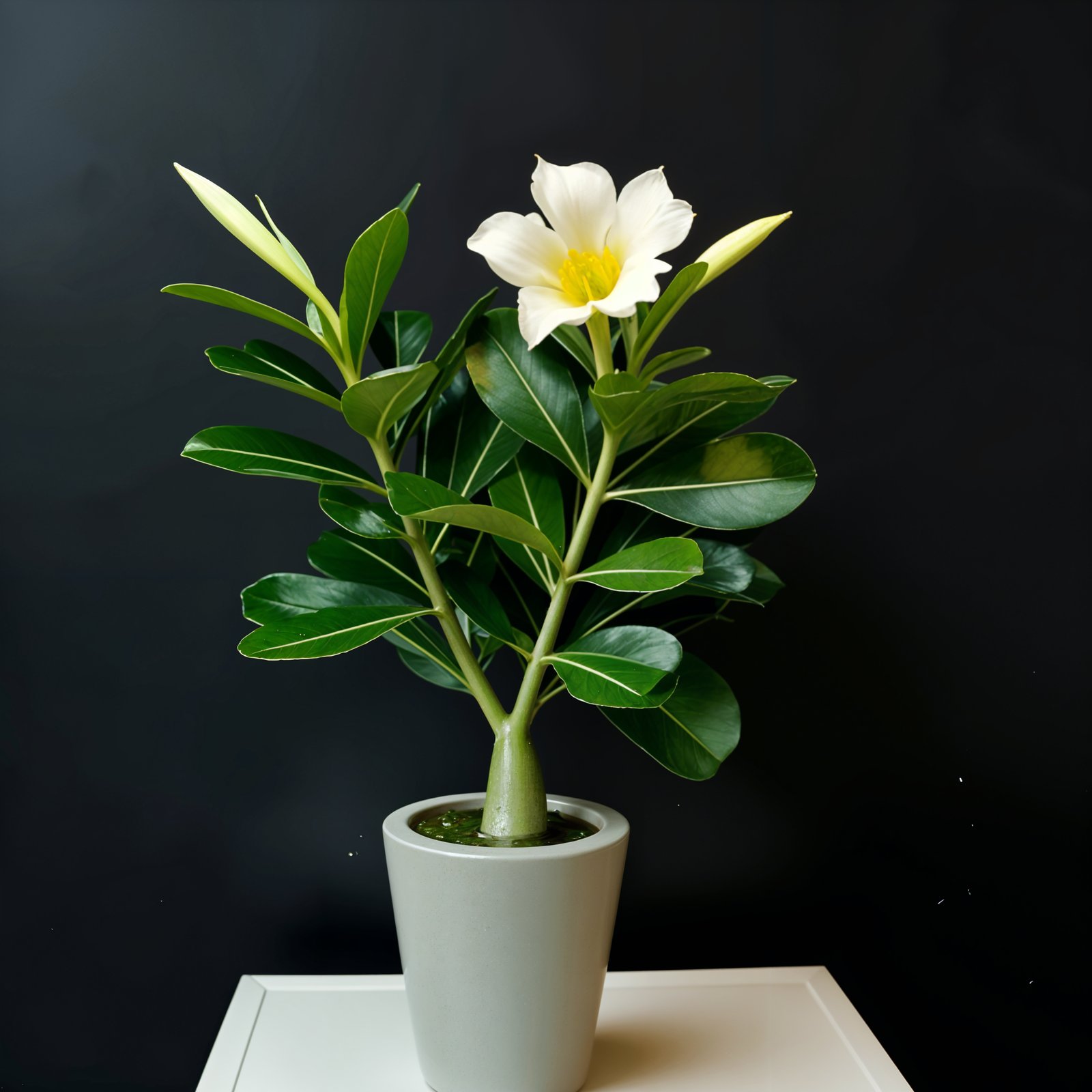 A white flower in a white pot on a table, centered in a clean, minimal room with natural lighting.