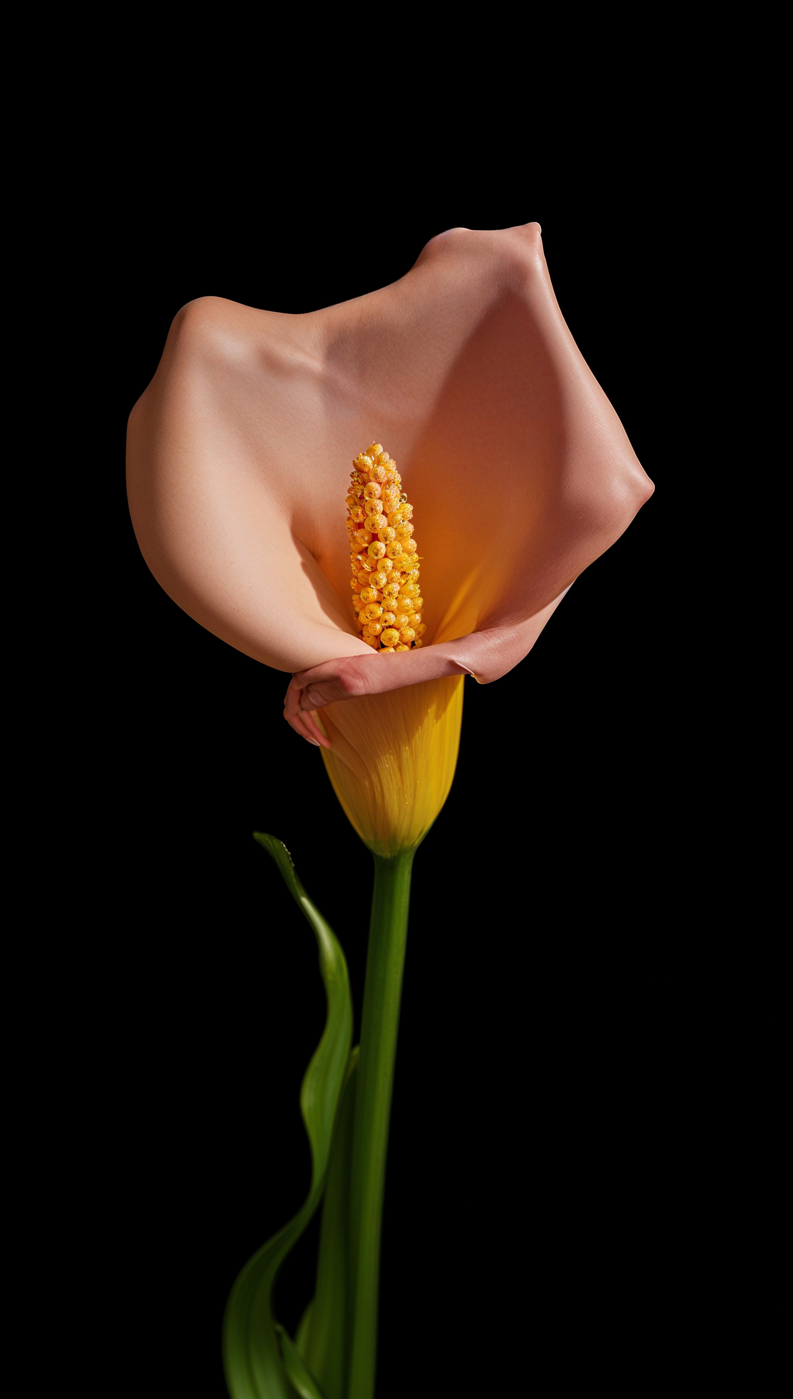 A single highly detailed TOK flower, isolated on a dark background.