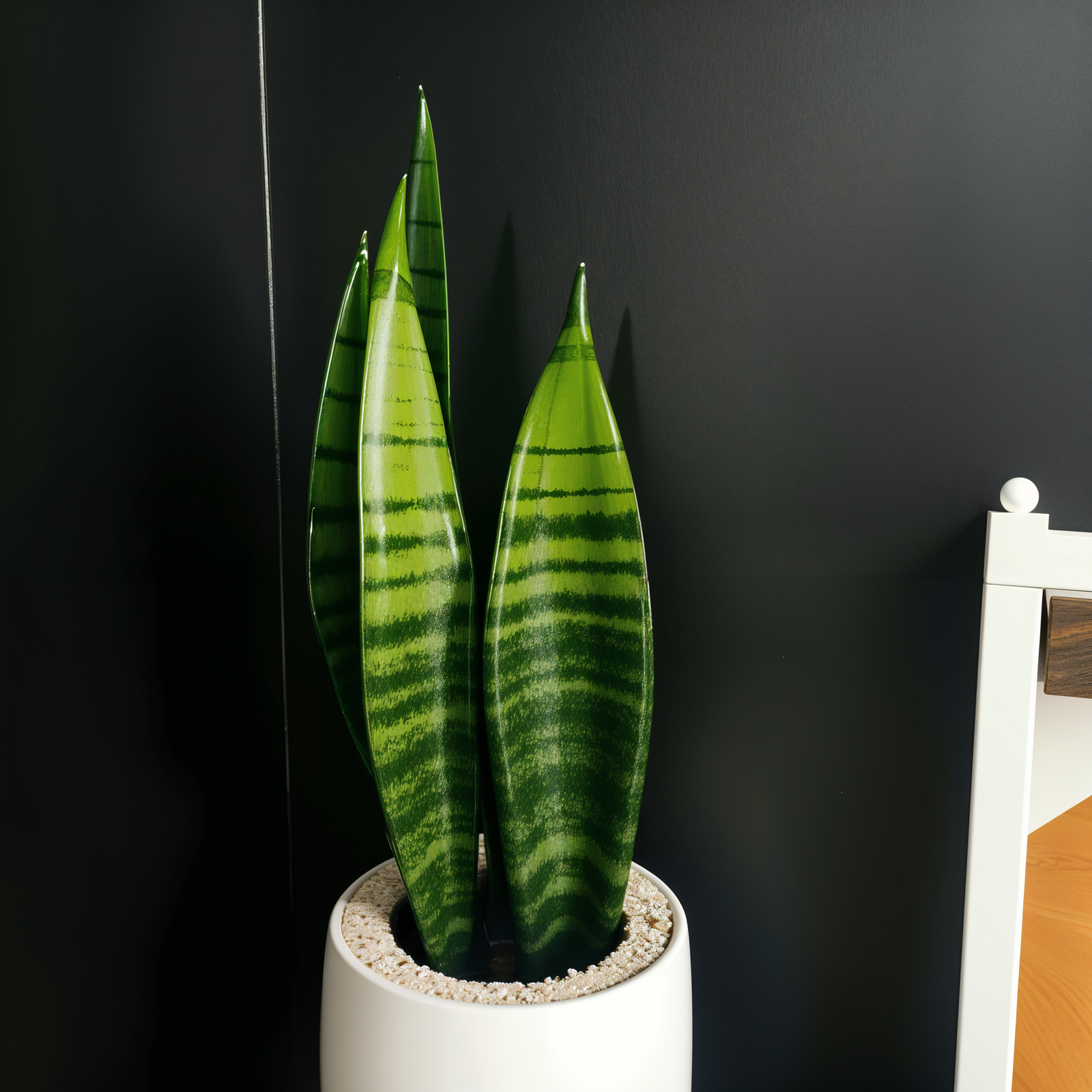 A large green Dracaena trifasciata plant in a white pot, centered in a clean, minimal room with natural lighting.