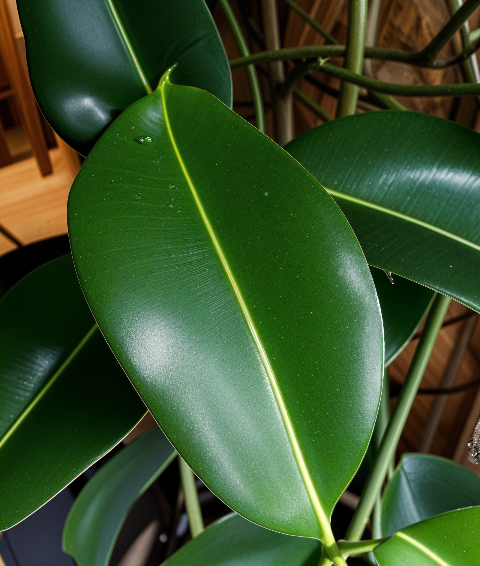 A close-up of a green Ficus elastica plant with leaves in a modern planter, lit by natural light.