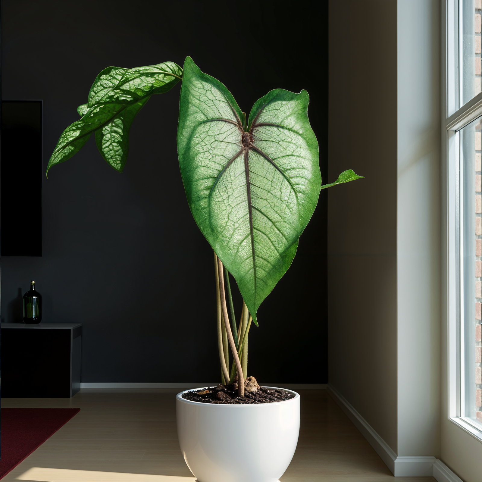 A large green Caladium bicolor plant in a white pot, centered in a clean minimal room with natural lighting.