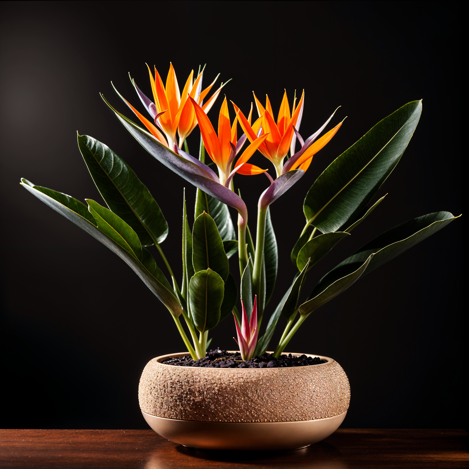 Highly detailed Strelitzia reginae, or Bird of Paradise, in a planter with a dark background, 4K resolution.