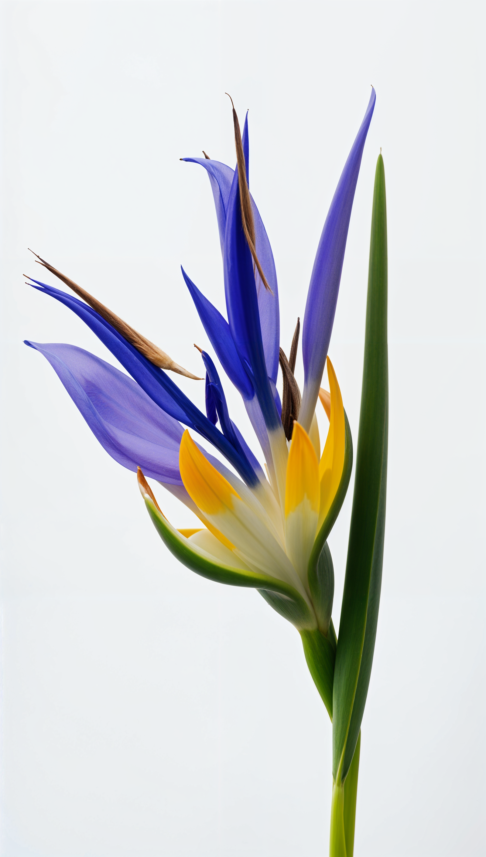 A close-up of a Strelitzia reginae flower centered against a light background.