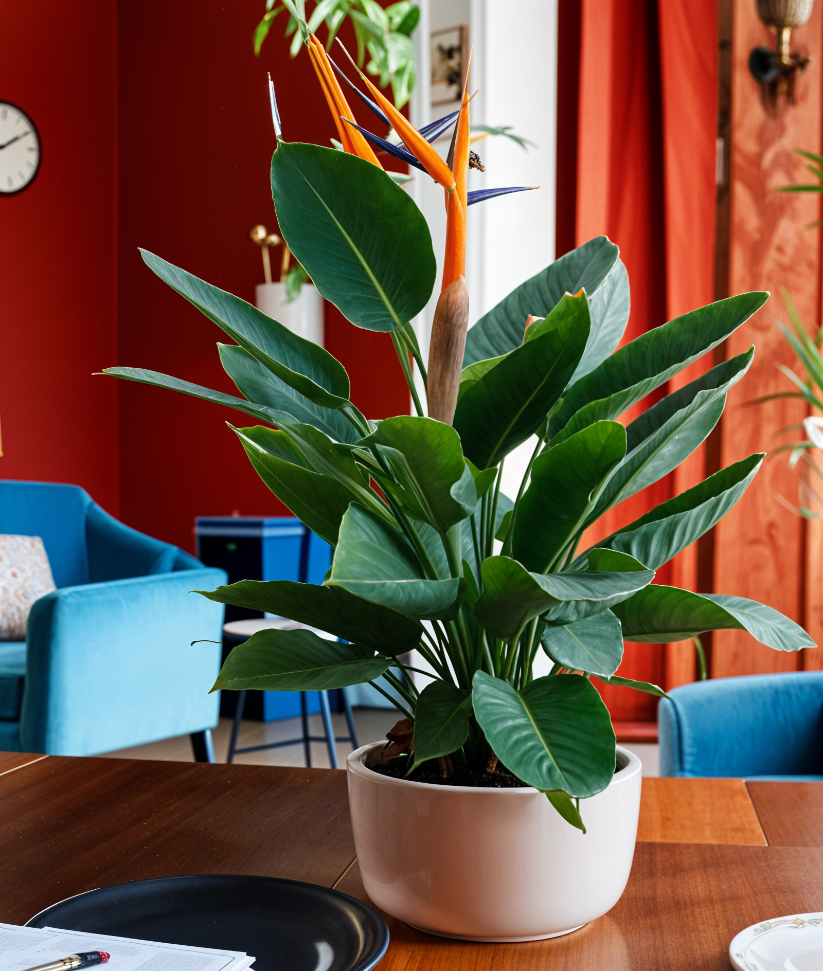 A potted Strelitzia reginae plant sitting on a wooden table in a clean, modern room with natural lighting.