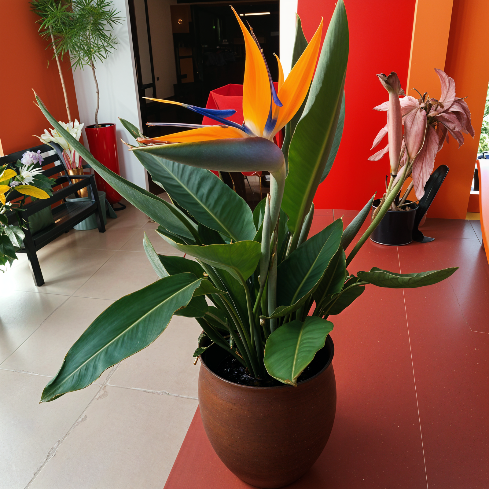 A Strelitzia reginae plant in a modern planter on a table, with natural lighting highlighting its structure.