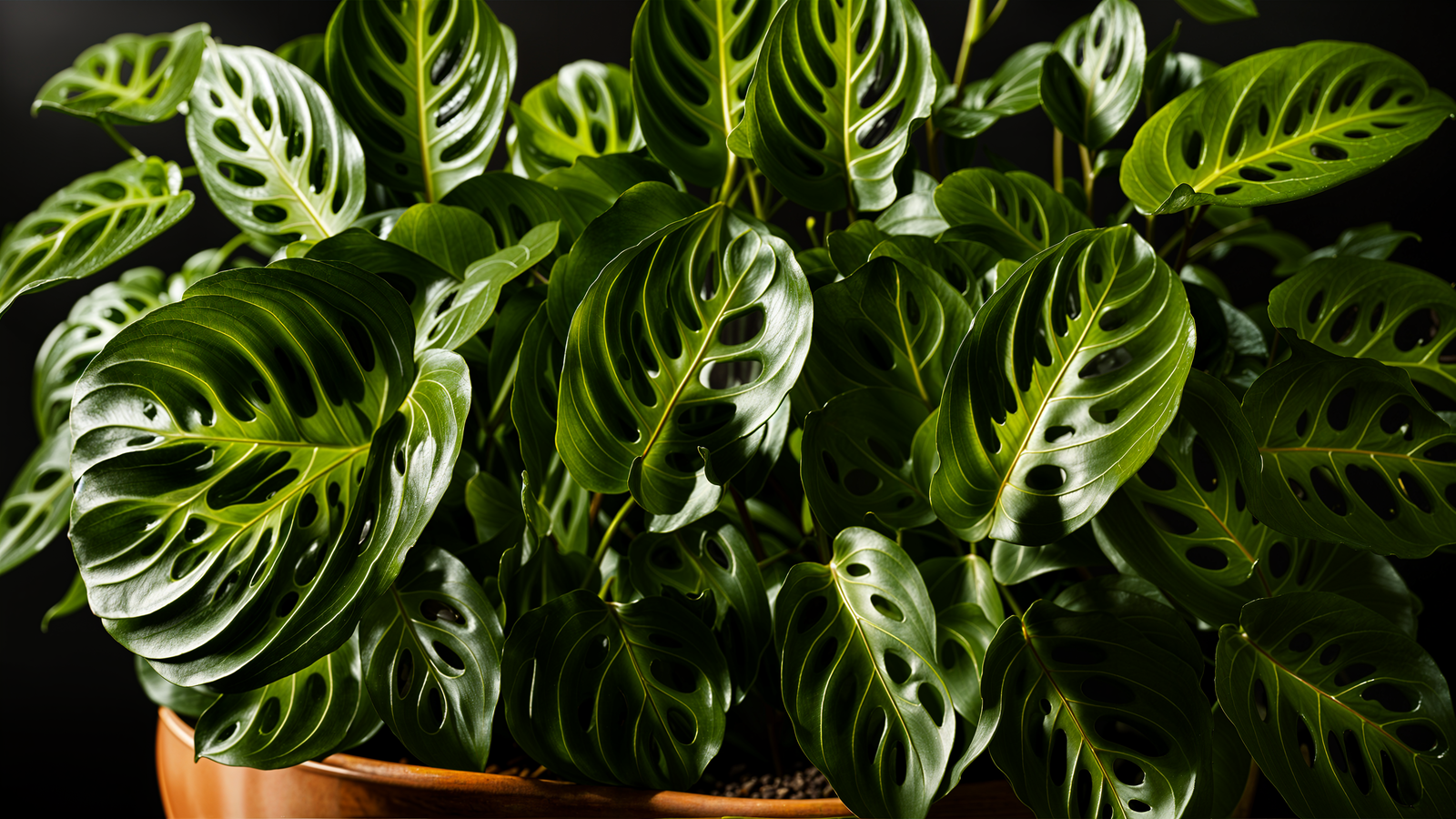 Maranta leuconeura plant card photo