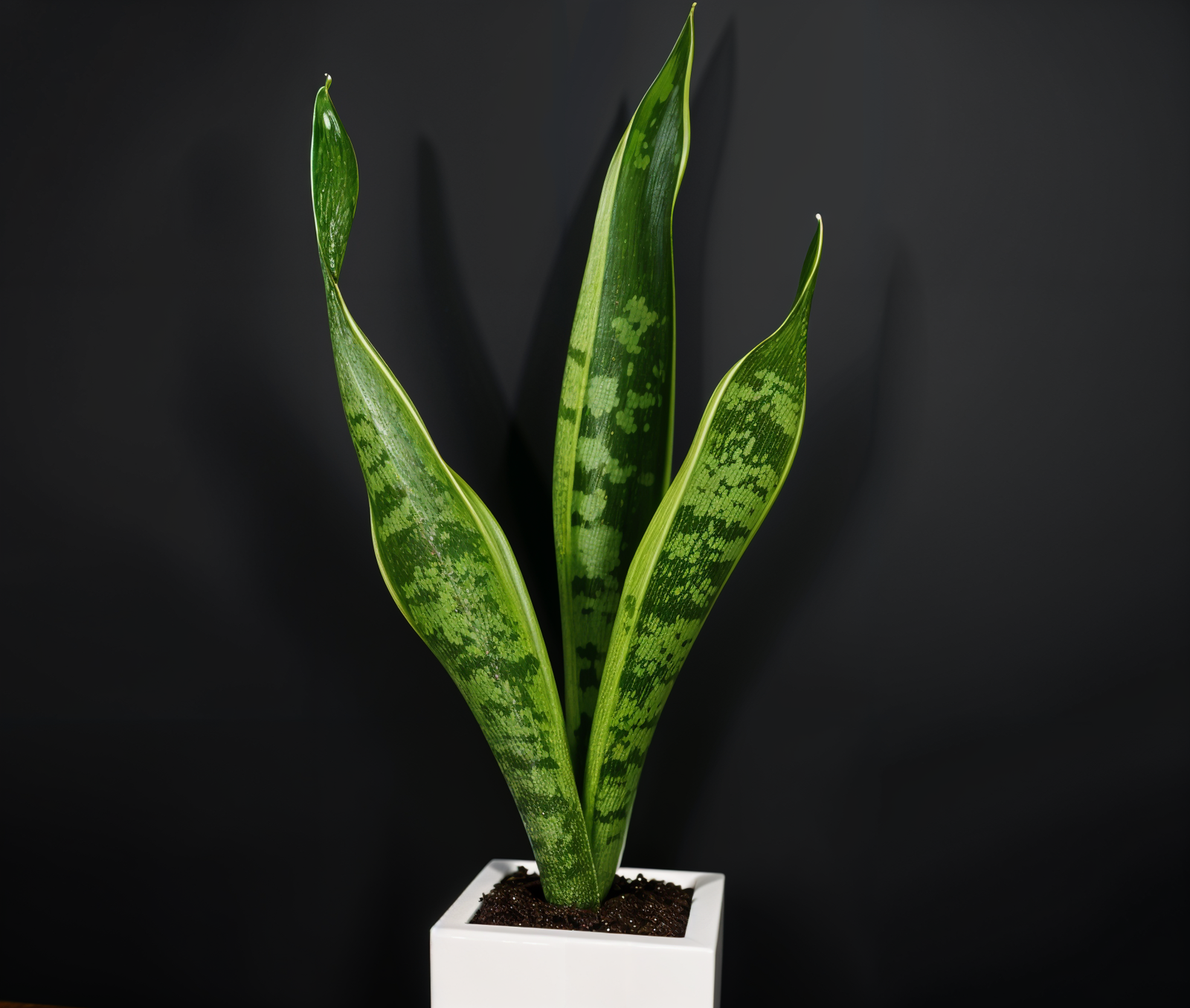 Dracaena trifasciata plant card photo