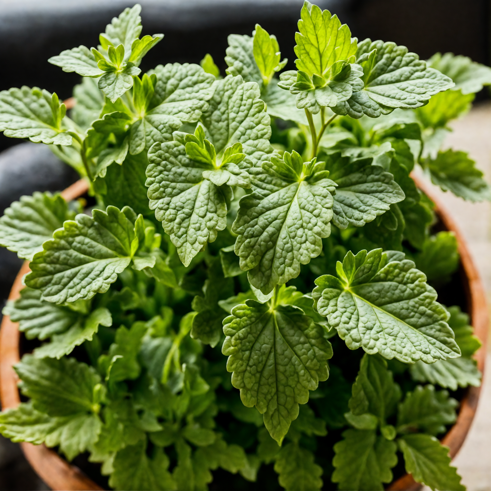 Nepeta cataria plant card photo