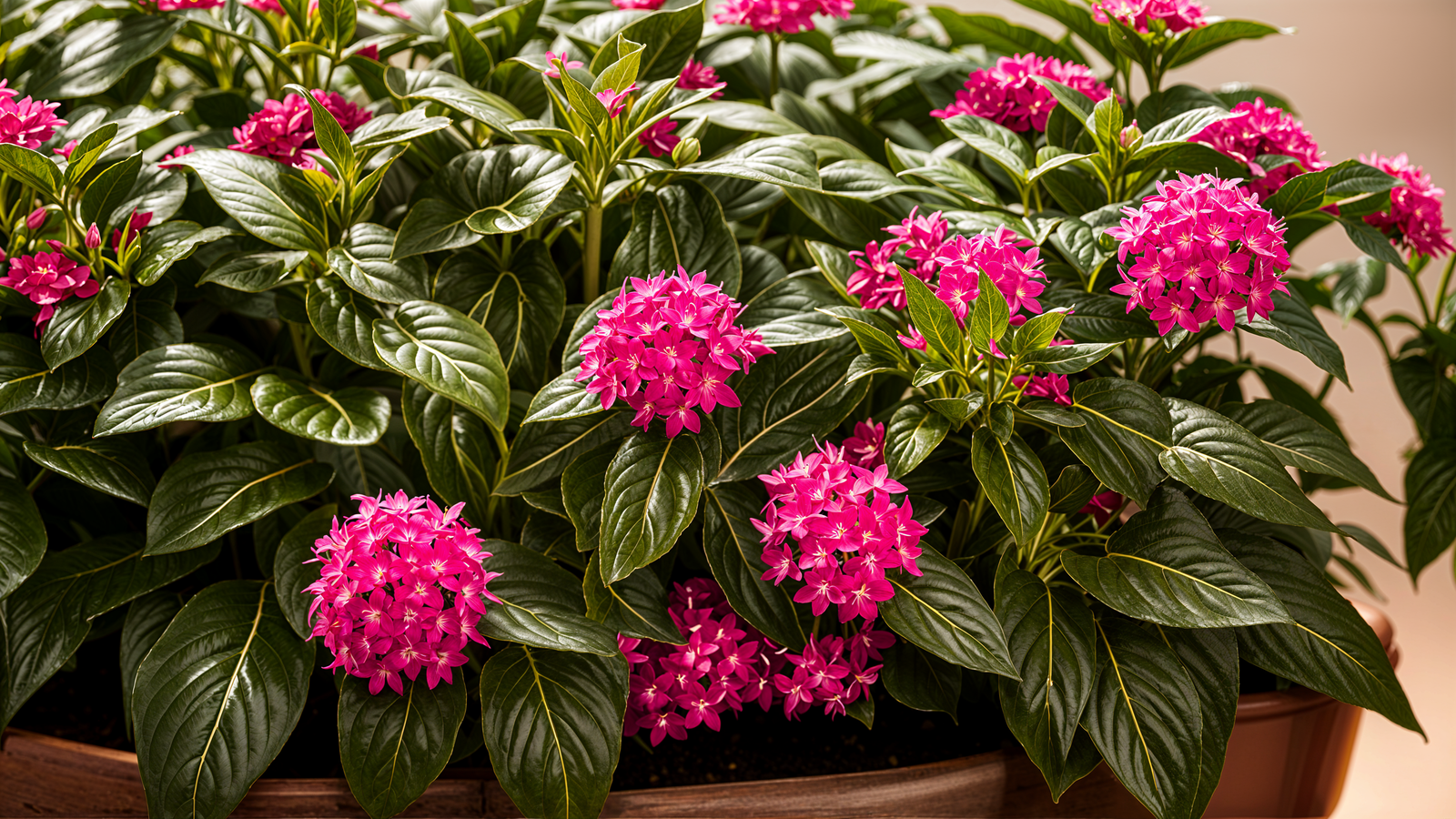 Pentas lanceolata plant card photo