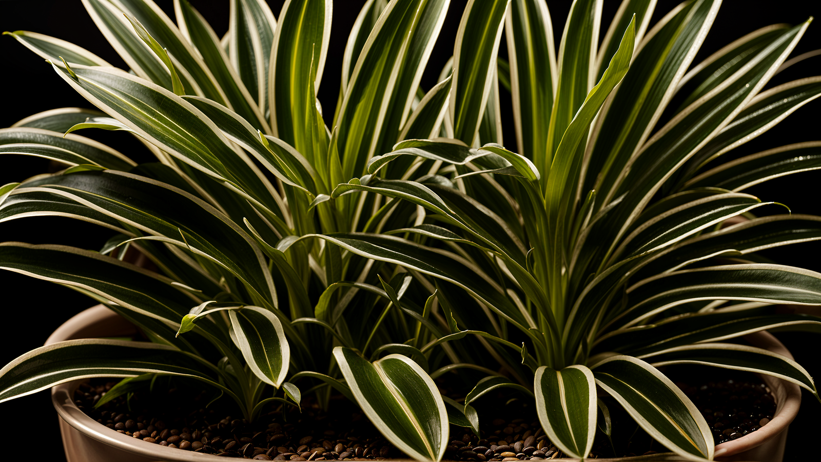 Chlorophytum comosum plant card photo