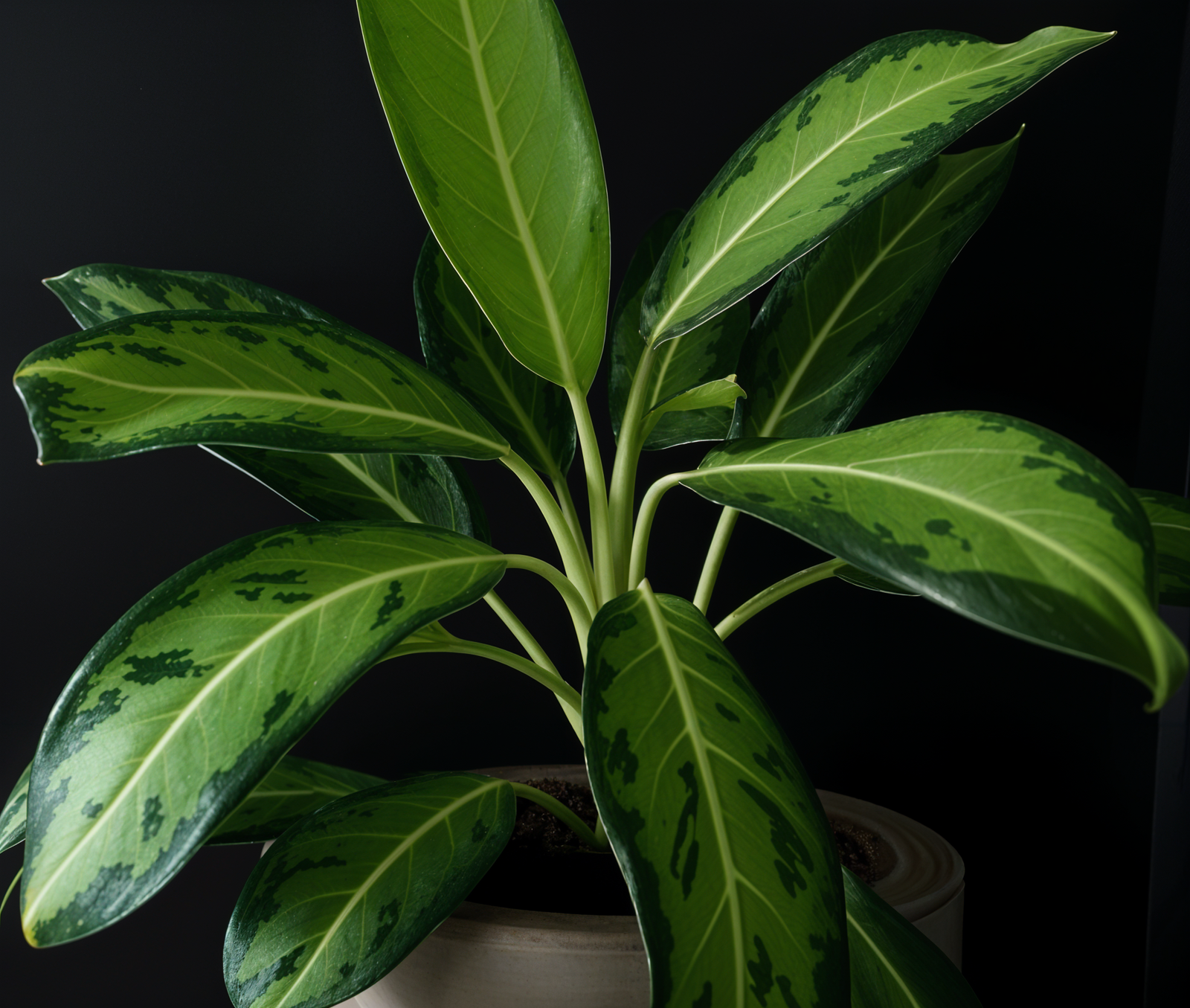 Aglaonema commutatum flagship image