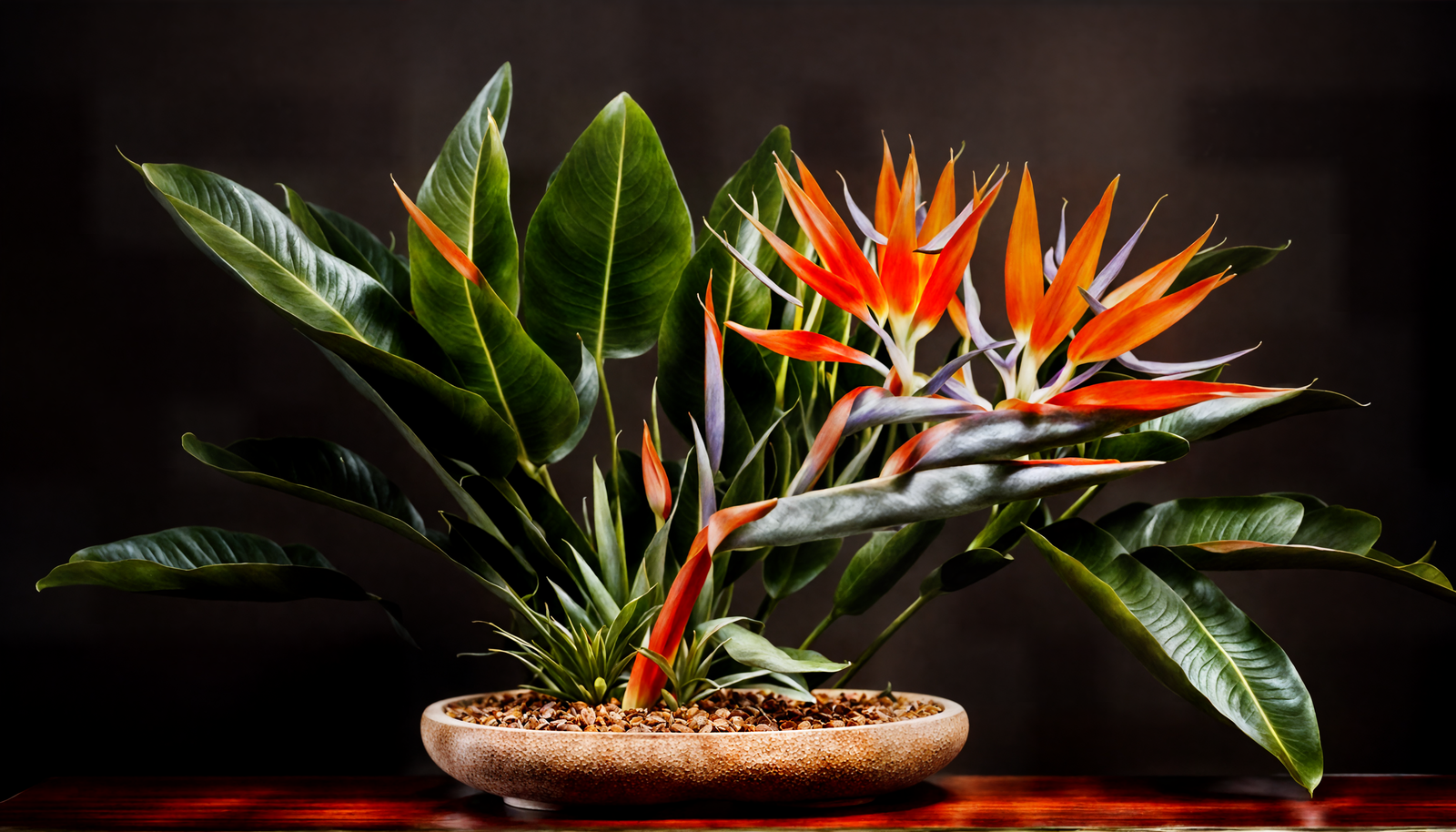 Strelitzia reginae flagship image