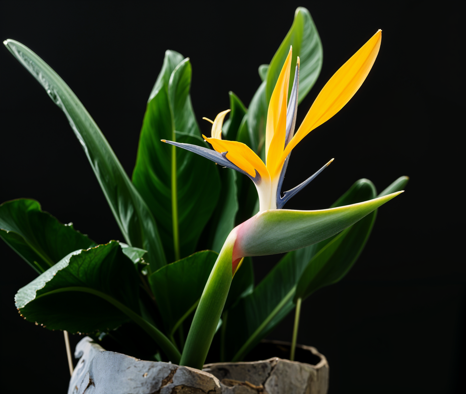 Strelitzia reginae plant card photo