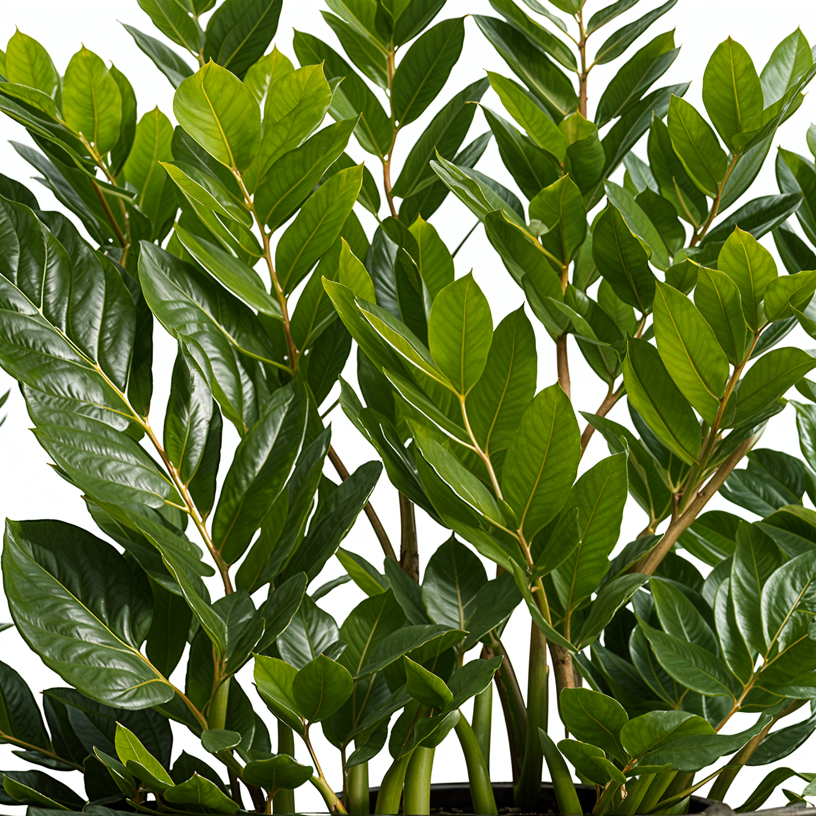 Zamioculcas zamiifolia flagship image